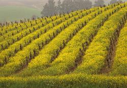 sonoma wine tours